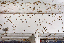 Yellow swarming fly (Thaumatomyia notata) swarm aggregating in house above window alongside Cluster fly (Pollenia sp) and Harlequin ladybird (Harmonia axyridis). Wiltshire, England, UK. September.