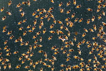 Yellow swarming fly (Thaumatomyia notata) swarm aggregating between window panes. Wiltshire, England, UK. September.