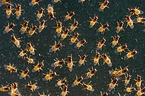 Yellow swarming fly (Thaumatomyia notata) swarm gathered between window panes. Wiltshire, England, UK. September.