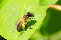 Chocolate mining bee (Andrena scotica) female with full pollen baskets basking on leaf. Wiltshire, England, UK. April.