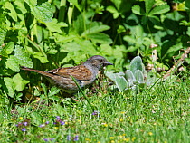 Dunnock (Prunella modularis) foraging for insects on garden lawn. Wiltshire, England, UK. June.