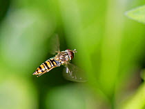 Marmalade hoverfly (Episyrphus balteatus) in flight. Wiltshire, England, UK. April.