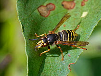 Median wasp (Dolichovespula media) feeding on honeydew drips from aphids. Wiltshire, England, UK. July.