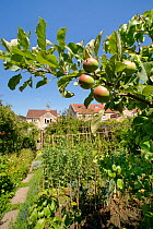 Organic suburban garden with Apple (Malus domestica) tree in foreground, vegetables growing in beds iinclude Broad bean (Vicia faba), Lettuce (Lactuca sativa) and Kale (Brassica oleracea). Houses in b...