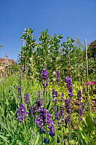 Suburban organic garden with Broad bean (Vicia faba), Lettuce (Lactuca sativa) and Lavender (Lavandula sp). Bradford-on-Avon, Wiltshire, England, UK. June. Property released.