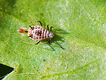 Masked oxeye aphid (Macrosiphoniella subterranea) wingless adult of this very rare species in the UK with a newly born nymph on an Oxeye daisy / Marguerite (Leucanthemum vulgare) leaf, RSPB Ham Wall,...