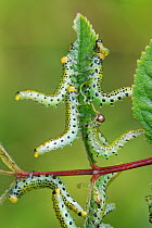 Large rose sawfly (Arge pagana) larvae feeding on Dog rose (Rosa canina) leaves on a woodland margin. In characteristic defensive position. Bath and Northeast Somerset, UK, July.