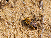 Hairy-saddled Colletes bee (Colletes fodiens) near its nest site in a sandy bank, Merthyr Mawr National Nature Reserve, Glamorgan, Wales, UK, September.