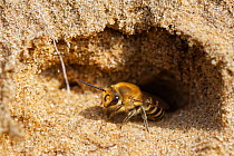 Hairy-saddled Colletes bee (Colletes fodiens) emerging from its nest burrow in a sandy bank, Merthyr Mawr National Nature Reserve, Glamorgan, Wales, UK, September.