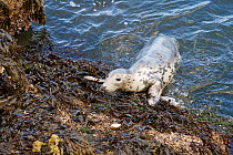 Grey seal (Halichoerus grypus) female hauling out onto a sheltered rocky shore at low tide, The Gower, Wales, UK, July.