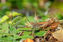 Common field grasshopper (Chorthippus brunneus) adult male sunning on a chalk grassland slope, Bath and Northeast Somerset, UK, July.