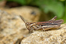 Common field grasshopper (Chorthippus brunneus) adult sunning on a limestone rock on a chalk grassland slope near an old quarry, Bath and Northeast Somerset, UK, July.