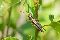 Common field grasshopper (Chorthippus brunneus) adult sunning on vegetation on a chalk grassland slope, Bath and Northeast Somerset, UK, June.