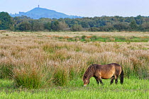 Exmoor pony (Equus caballus) grazing marshy pastureland with Glastonbury Tor in the background, Catcott Lows National Nature Reserve, Somerset, UK, September.