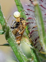 Female Common candystripe / Comb-footed spider (Enoplognatha ovata) with Bumblebee prey on a Woolly thistle (Cirsium eriophorum), chalk grassland meadow, Wiltshire, UK, August.