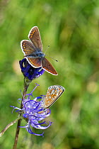 Brown argus (Aricia agestis) male and female nectaring on a Round-headed rampion (Phyteuma orbiculare) flower on a chalk grassland down, near Calne, Wiltshire, UK, July.