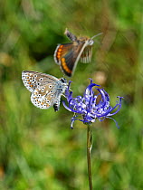 Brown argus (Aricia agestis) male courting a female by flying around a female as she nectars on a Round-headed rampion (Phyteuma orbiculare) flower on a chalk grassland down, near Calne, Wiltshire, UK...