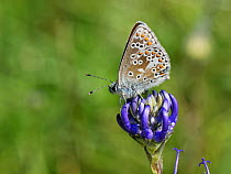 Brown argus butterfly (Aricia agestis) nectaring on a Round-headed rampion (Phyteuma orbiculare) flower on a chalk grassland down, near Calne, Wiltshire, UK, July.