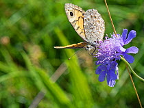 Wall butterfly (Lasiommata megera) nectaring on a Small scabious (Scabiosa columbaria) flower on a chalk grassland down, near Calne, Wiltshire, UK, August.