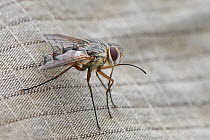 Parasite fly / Tachinid fly (Prosena siberita) with distinctive long proboscis, a parasite of chafer beetles, resting on photographer's leg, Pewsey Downs, Wiltshire, UK, July.