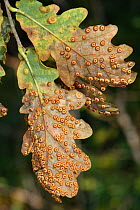 Common spangle galls (Neuroterus quercusbaccarum) and Silk Button spangle Galls / Oak spangle galls (Neuroterus numismalis) on Pedunculate / English oak (Quercus robur) leaves, GWT Lower Woods reserve...
