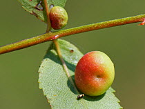Smooth rose pea gall caused by a Cynipid gall wasp (Diplolepis nervosa or Diplolepis eglanteriae) on Dog rose (Rosa canina) stem in a chalk grassland meadow, Wiltshire, UK, September.