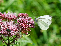 Small white butterfly (Pieris rapae) nectaring on Hemp agrimony (Eupatorium cannabinum) flowers in a woodland ride, Catcott Lows National Nature Reserve, Somerset, UK, September.