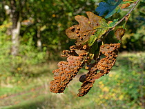 Silk Button spangle Galls / Oak spangle galls (Neuroterus numismalis) on Pedunculate / English oak (Quercus robur) leaves, GWT Lower Woods reserve, Gloucestershire, UK, October.