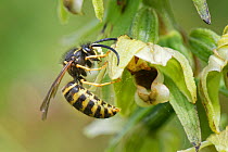 Saxon wasp (Dolichovespula saxonica) with a sticky pollinia on its head after nectaring from a Broad-leaved helleborine (Epipactis helleborine) flower on a woodland margin, Bath and Northeast Somerset...