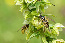 Saxon wasp (Dolichovespula saxonica) with a pollinia on its head nectaring from a Broad-leaved helleborine (Epipactis helleborine) flower on a woodland margin, Bath and Northeast Somerset, UK, July. T...