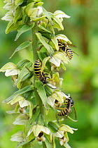 Saxon wasps (Dolichovespula saxonica) nectaring from Broad-leaved helleborine (Epipactis helleborine) flowers on a woodland margin, Bath and Northeast Somerset, UK, July. This plant produces opioids a...