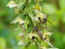 Saxon wasps (Dolichovespula saxonica) with pollinia on their heads after nectaring from Broad-leaved helleborine (Epipactis helleborine) flowers on a woodland margin, Bath and Northeast Somerset, UK,...