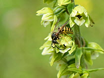 Saxon wasp (Dolichovespula saxonica) visiting Broad-leaved helleborine (Epipactis helleborine) flowers on a woodland margin, Bath and Northeast Somerset, UK, July. This plant produces opioids and alco...