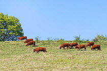 Red Ruby Devon (Bos taurus) bullocks walking on and grazing chalk grassland pastureland nature reserve managed for butterfly diversity, West Yatton Down, Wiltshire, UK, April.