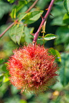 Robin&#39;s pincushion gall caused by the Bedeguar gall wasp (Diplolepis rosae) on Dog rose (Rosa canina) stem in a hedgerow, Wiltshire, UK, September.