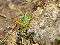 Meadow grasshopper (Chorthippus parallelus) female laying eggs in warm soil on a south-facing chalk grassland slope, Bath and Northeast Somerset, UK, July.