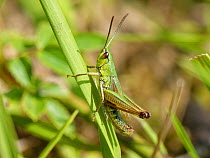 Meadow grasshopper (Chorthippus parallelus) male resting on grasses on a chalk grassland slope, Bath and Northeast Somerset, UK, June.