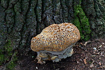 Oak bracket fungus (Inonotus dryadeus) at base of Oak (Quercus sp) tree. Surrey, England, UK. August.