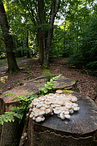 Porcelain fungus (Oudemansiella mucida) on Beech (Fagus sylvatica) tree stump in woodland. Surrey, England, UK. September.