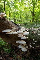Porcelain fungus (Oudemansiella mucida) on Beech (Fagus sylvatica) tree trunk. In woodland, Surrey, England, UK. September.