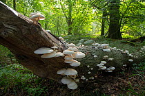 Porcelain fungus (Oudemansiella mucida) on Beech (Fagus sylvatica) tree trunk. In woodland, Surrey, England, UK. September.
