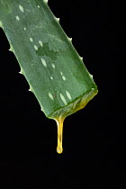 Aloe (Aloe vera) sap dripping from cut leaf.