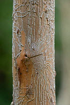 Ash bark beetle (Hylesinus crenatus) galleries / tunnels under bark of Ash (Fraxinus excelsior) tree killed by Ash dieback (Hymenoscyphus fraxineus). Surrey, England, UK.