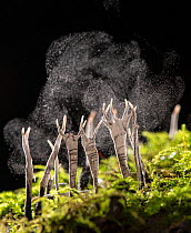 Candlesnuff fungus (Xylaria hypoxylon) dispersing spores in wind. Surrey, England, UK. November.
