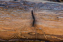 Dutch elm disease (Ophiostoma novo-ulmi) infected Elm (Ulmus sp), covered in European elm bark beetle (Scolytus sp) galleries / tunnels underneath bark. Sussex, England, UK.