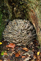 Hen of the woods fungus (Grifola frondosa) at base of Oak (Quercus sp) tree. Sussex, England, UK. October.