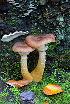 Bulbous honey fungus (Armillaria tabescens). Surrey, England, UK. October.