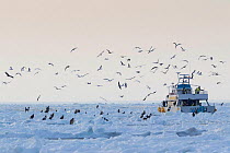 Tourist boat negotiating sea ice in Nemuro Strait - feeding Steller&#39;s (Haliaeetus pelagicus) and White-tailed eagles (Haliaeetus albicilla) with gulls and Jungle crows (Corvus macrorhynchos), Hokk...