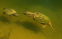Snapping turtles (Chelydra serpentina) male attempting to mate with female, Maryland, September.