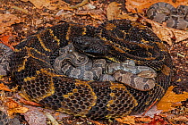 Timber rattlesnake (Crotalus horridus) female with newborn young, Pennsylvania, USA. September.